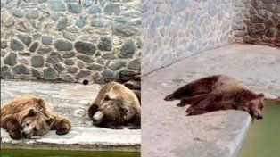 En los últimos días, varios usuarios de las redes sociales compartieron a través de fotos y videos su preocupación por el estado en que viven los animales en el zoológico de San Pedro de Colalao, en Tucumán. Las imágenes más compartidas muestran a animales encerrados en corrales, sin césped ni sombra e incluso osos bajo al rayo del sol y 40 grados.