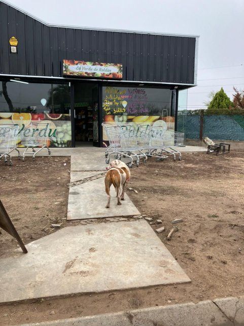Uno de los violentos pitbull pasea ensangrentado por las calles del barrio roldanense.