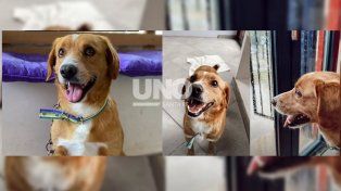 El perro salvajemente agredido en Sauce Viejo se recupera. “Chimuelo está muy bien y busca una familia”