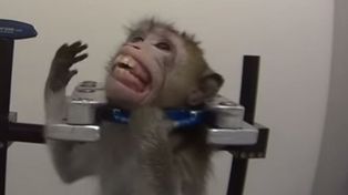 Acusan a un laboratorio alemán de maltratar animales