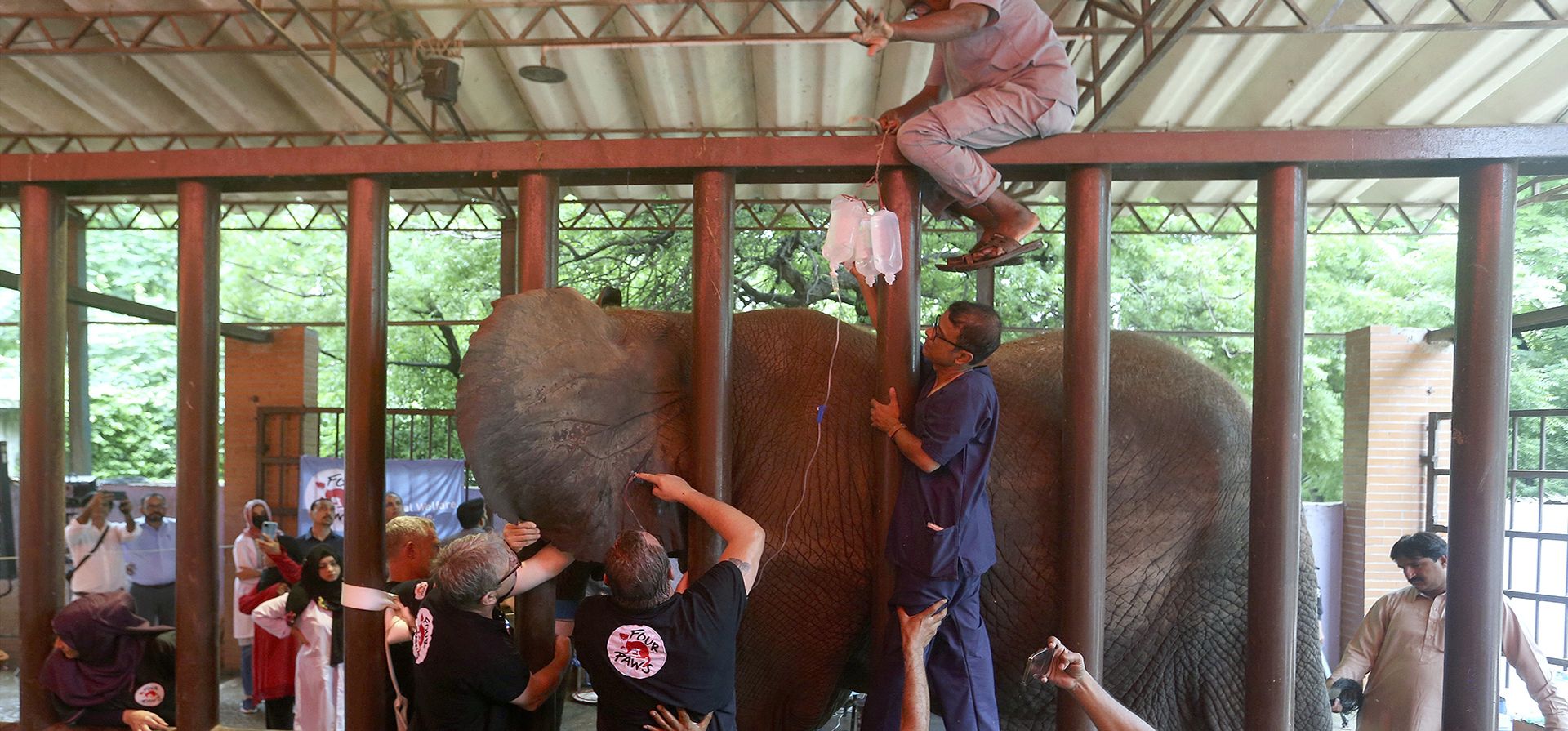 Veterinarios de la organización mundial de bienestar animal Four Paws realizan una cirugía dental en un elefante en un zoológico en Karachi, Pakistán, el miércoles 17 de agosto de 2022.