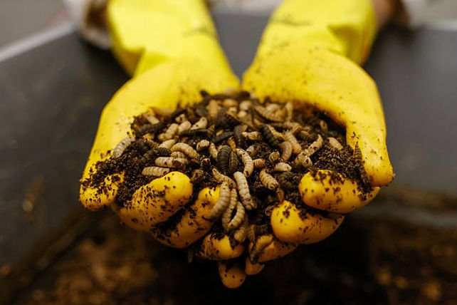 Las larvas de la mosca soldado negro se alimentan de residuos orgánicos que luego se transforman en materia prima para elaborar un producto destinado al suelo