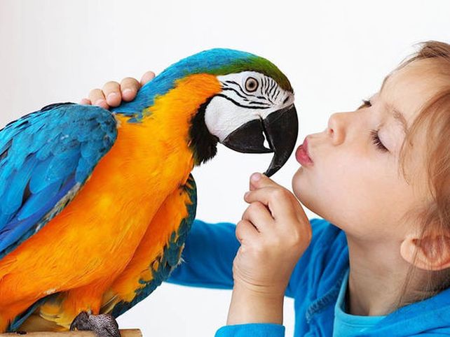 Dime cómo eres y te diré que mascota deberías tener