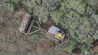 Greenpeace detectó que durante el primer semestre del año en el norte del país se deforestaron 51.600 hectáreas, 25% más que en el mismo período de 2022