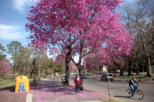 Una postal de la primavera: los lapachos tiñen los barrios de la ciudad