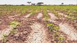 Extienden plazo a productores de Santa Fe para acceder a subsidio nacional