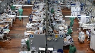 Los detalles de la cepa de Manaos