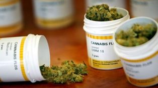 El Senado convirtió en ley el proyecto de uso medicinal y científico del cannabis