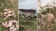 Mortajas, huesos y tumbas abiertas, el paisaje del cementerio municipal. 