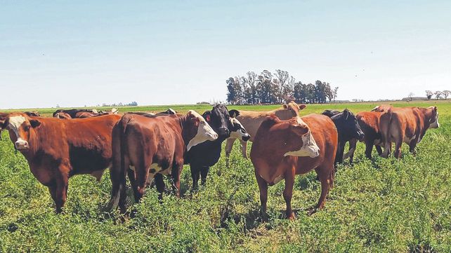 La ganadería regenerativa rescata los procesos productivos más antiguos