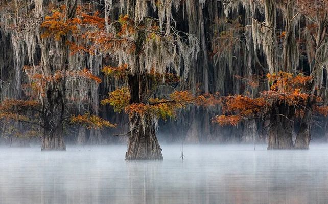 “Mist at the Swamp” por Doron Talmi (Israel)