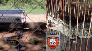 Aparecieron serpientes y un yacaré en la costa por la creciente: cómo evitar los ataques&nbsp;
