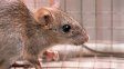 Confirmaron la muerte de una mujer de 40 años por hantavirus en el sur provincial