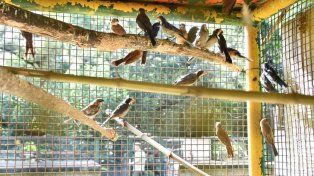 Rescate de fauna silvestre