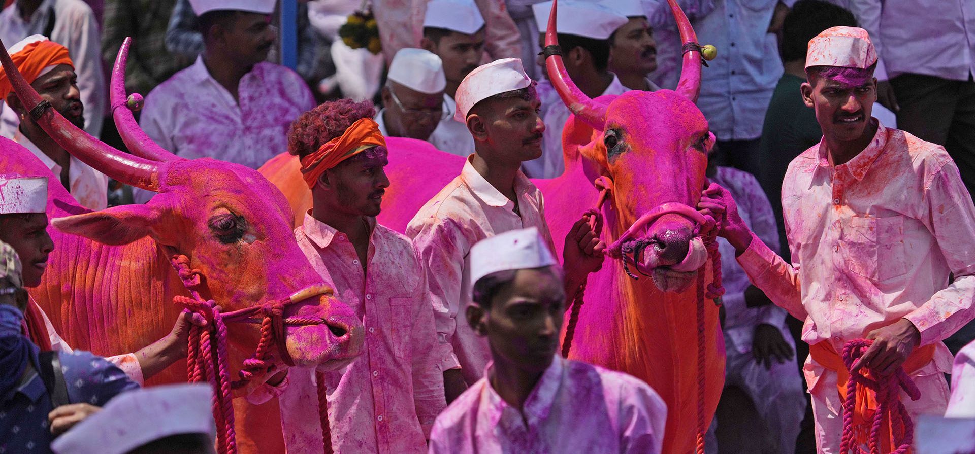 Devotos con sus bueyes de colores brillantes esperan su turno para tirar del sagrado Bagad durante el festival Bagad Rath Yatra en la aldea de Surur en el distrito de Satara de Maharashtra, India. El festival que atrae a miles de visitantes se destaca por los devotos que permanecen en el templo y ayunan durante cinco días antes de colgarse del gancho más alto del carro en agradecimiento por el cumplimiento de los deseos. (Foto AP/Rajanish Kakade)