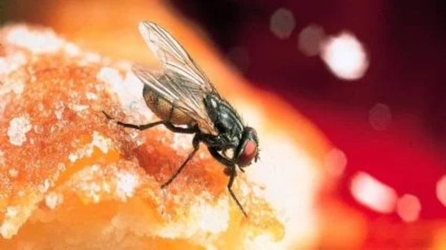Invasión de moscas en la cocina: cómo eliminarlas