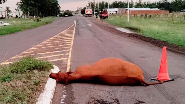 Un camión chocó y mató un vacuno en ruta 20. Un auto que trató de esquivar el animal chocó contra una columna. Ocurrió en Basavilbaso