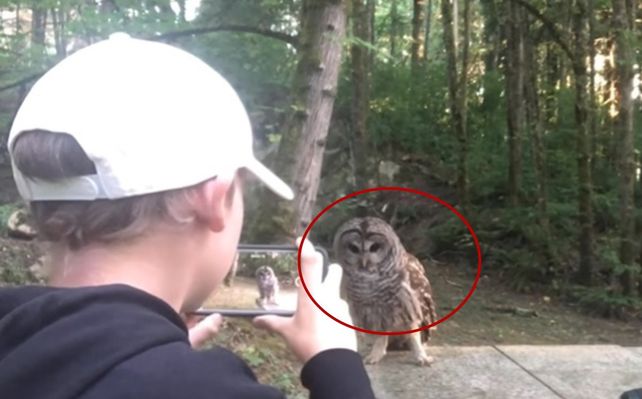 Un niño registró el increíble encuentro que tuvo con un búho en un bosque