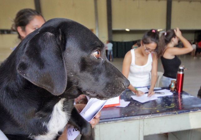 Tenencia responsable: realizaron más de 100 castraciones en La Tablada