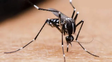 Ejemplar de mosquito aedes aegypti.