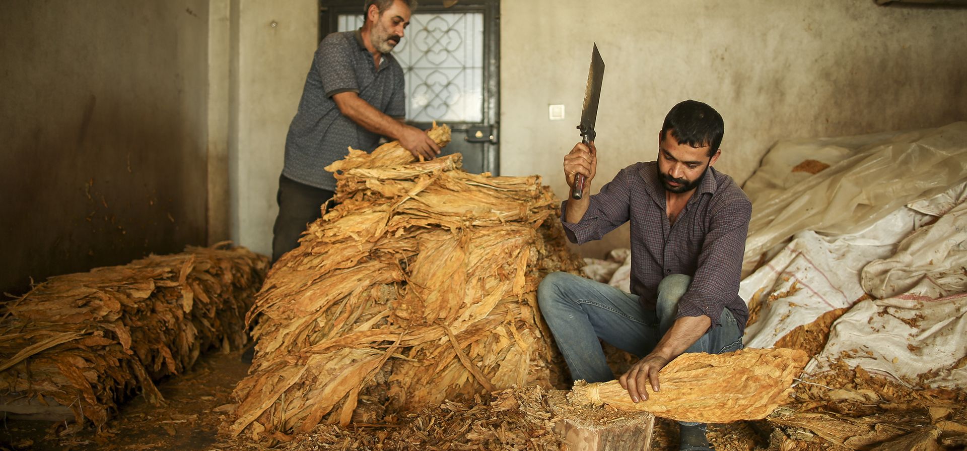 Trabajadores cortan hojas secas de tabaco en la aldea de Kurudere, provincia de Adiyaman, sureste de Turquía. Los datos oficiales publicados el lunes 3 de octubre de 2022 muestran que los precios al consumidor subieron un 83,45% respecto al año anterior, afectando aún más a los hogares que ya enfrentan un alto consumo de energía. , alimentos y gastos de vivienda. Los expertos dicen que la tasa real de inflación es mucho más alta que las estadísticas oficiales, con un sorprendente 186%.