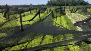 El temporal afectó el 90% de la producción en quintas de la región