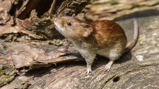 La&nbsp;Fiebre Hemorrágica Argentina&nbsp;(FHA) es producida por&nbsp;el virus Junín, que se aloja en los roedores silvestres, específicamente en el ratón maicero (Calomys musculinus), los cuales sufren infección crónica asintomática y eliminan el virus a través de la saliva, materia fecal, orina o sangre.&nbsp;