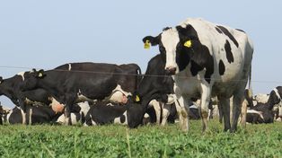 La primera cepa vacunal del mundo contra la leucosis&nbsp;bovina es un desarrollo argentino, realizado por el Inta y el Senasa.&nbsp;