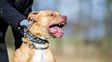 tragedia en buenos aires: un pitbull ataco y mato a una beba de cinco meses