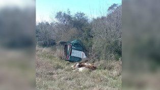 Cuatro vacas y un toro que eran transportados en un tráiler murieron al cortarse la lanza y volcar en Ruta 127, cerca de Federal&nbsp;