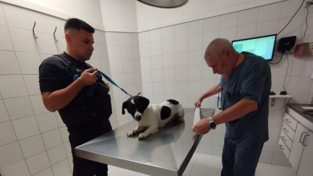 La Brigada Ecológica intervino ante el aviso sobre maltrato animal.