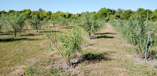 En Fauba están trabajando con acrocomia