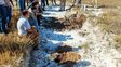 Un simulador de napas freáticas para ajustar el manejo de cultivos