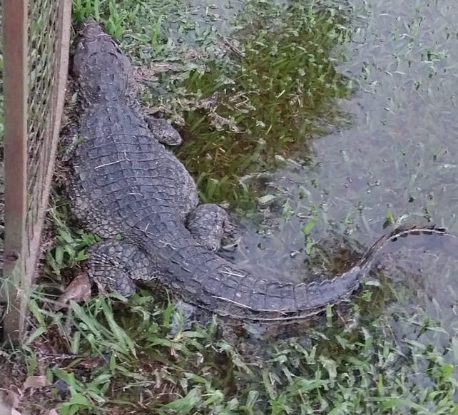 El reptil fue avistado por personal del establecimiento N° 73 Gendarme Romero