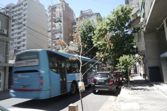 Los árboles jóvenes son los que más sufren las altas temperaturas y la falta de lluvias.