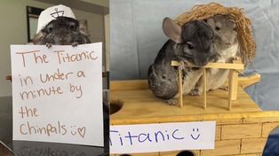 Las chinchillas recrean una de las historias de amor más famosas del cine.