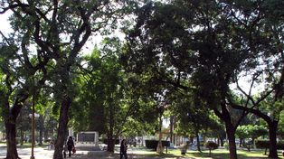 Destacan la preservación de los árboles del parque Alberdi