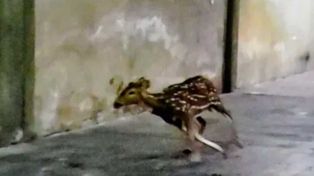 Ciervos axis, especie que proviene del Sudeste Asiático&nbsp; yque deambula por las calles rosarinas.&nbsp;