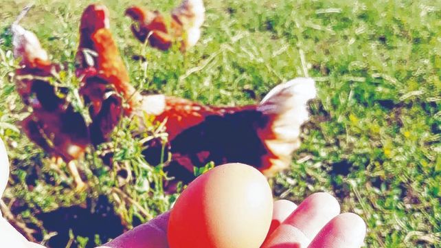 La experiencia de una avicultura alternativa en lalocalidad cordobesa de Arias.