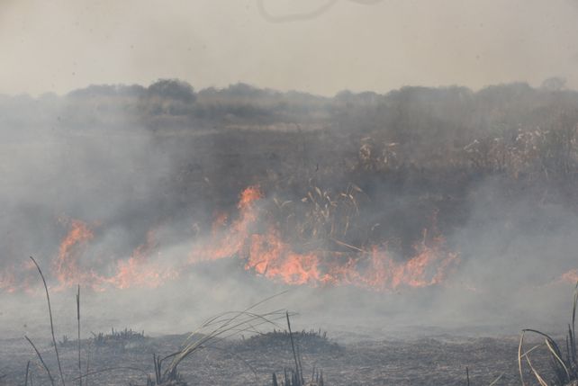 Las quemas en el delta del Paraná generan graves consecuencias ambientales y afectan la calidad de vida de los habitantes de la región.