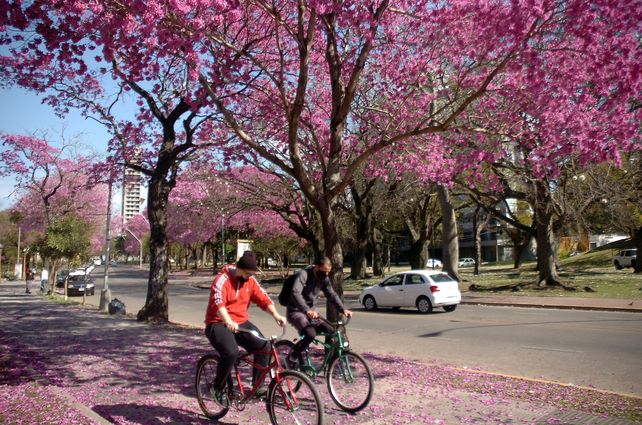 Una postal de la primavera: los lapachos tiñen los barrios de la ciudad