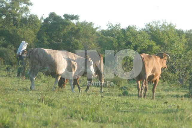 Cayeron cuatreros con vacunos robados en el norte santafesino