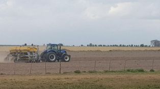Soja. La intención de siembra se estimó en 1.100.000 ha, un 3 a un 3,2 % superior a la campaña anterior.