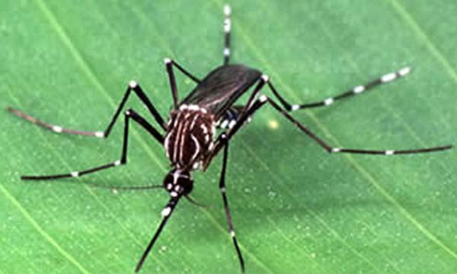Se presenta un informe realizado sobre el mosquito del dengue
