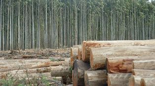 Federación: un trabajador murió aplastado por un árbol