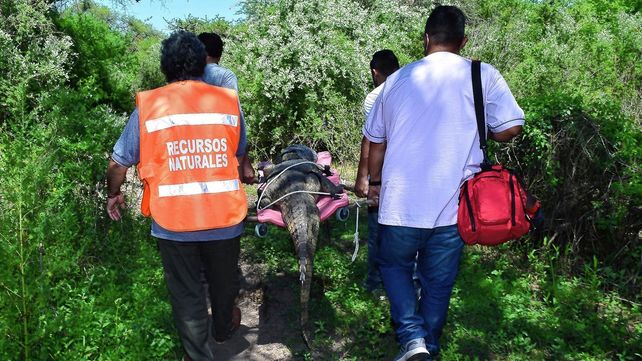 Liberaron un yacaré rescatado en una vivienda de Paraná
