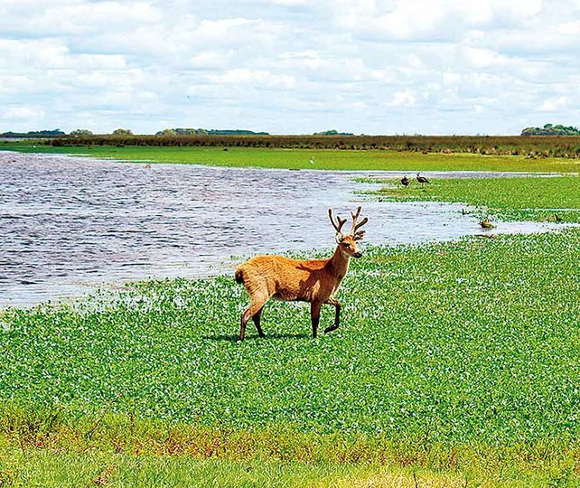 Ciervo de los Pantanos: naturaleza y biodiversidad a dos horas de Rosario
