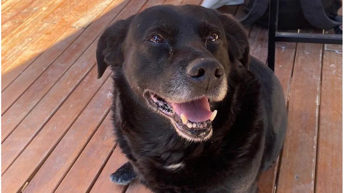 Piden justicia por la muerte de Garrafa, el perro de la UNL