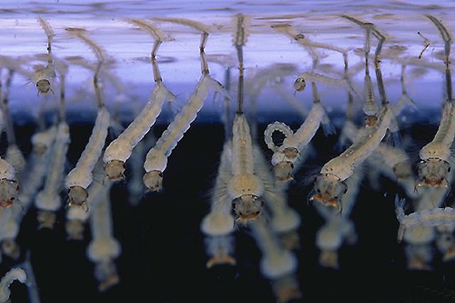 Buscarán índices larvarios para prevenir el dengue en Santa Fe