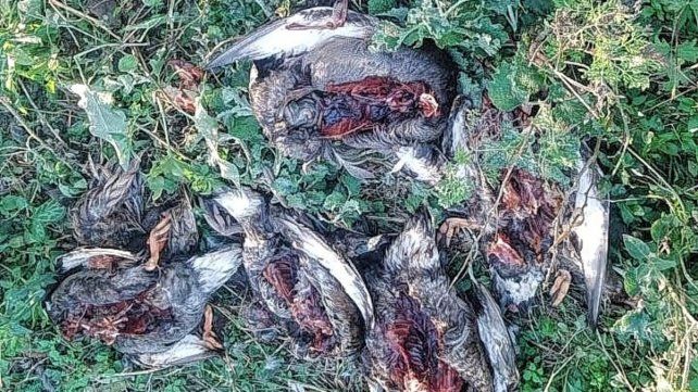 La matanza de patos en Victoria es por diversión